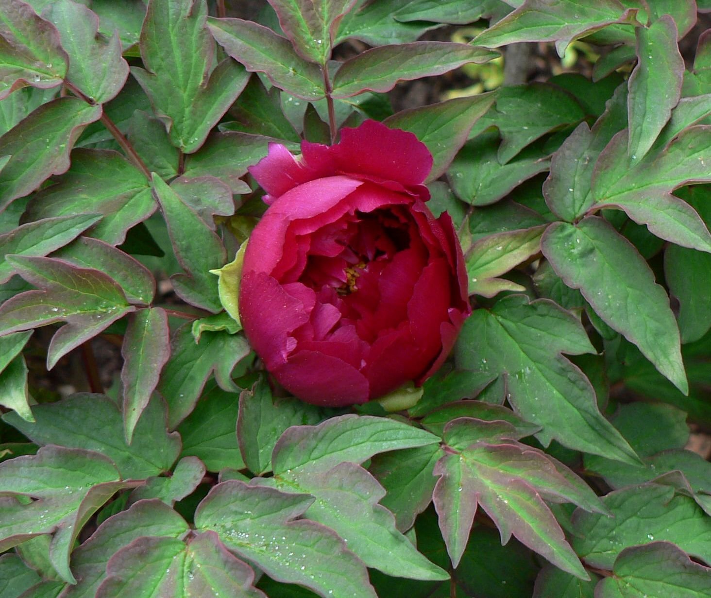 Wu jin yao hui tree peony - Image 5