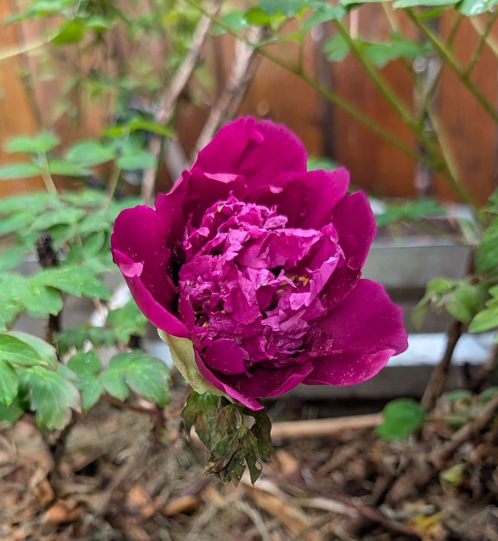 Chrysanthemum Moon Zi Ju Ban Yue tree peony - Image 6