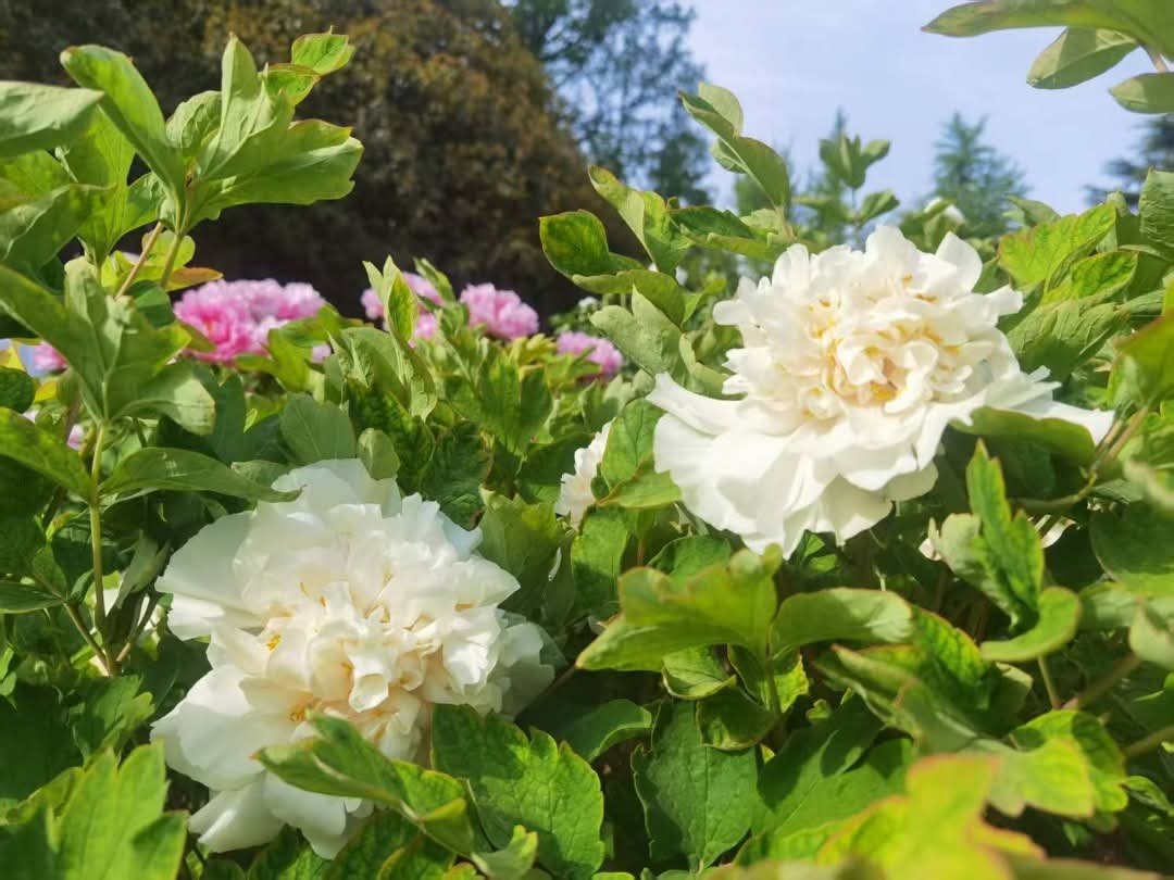 "Yao's Yellow" large flower tree peony Preorder for fall 2026 - Image 4