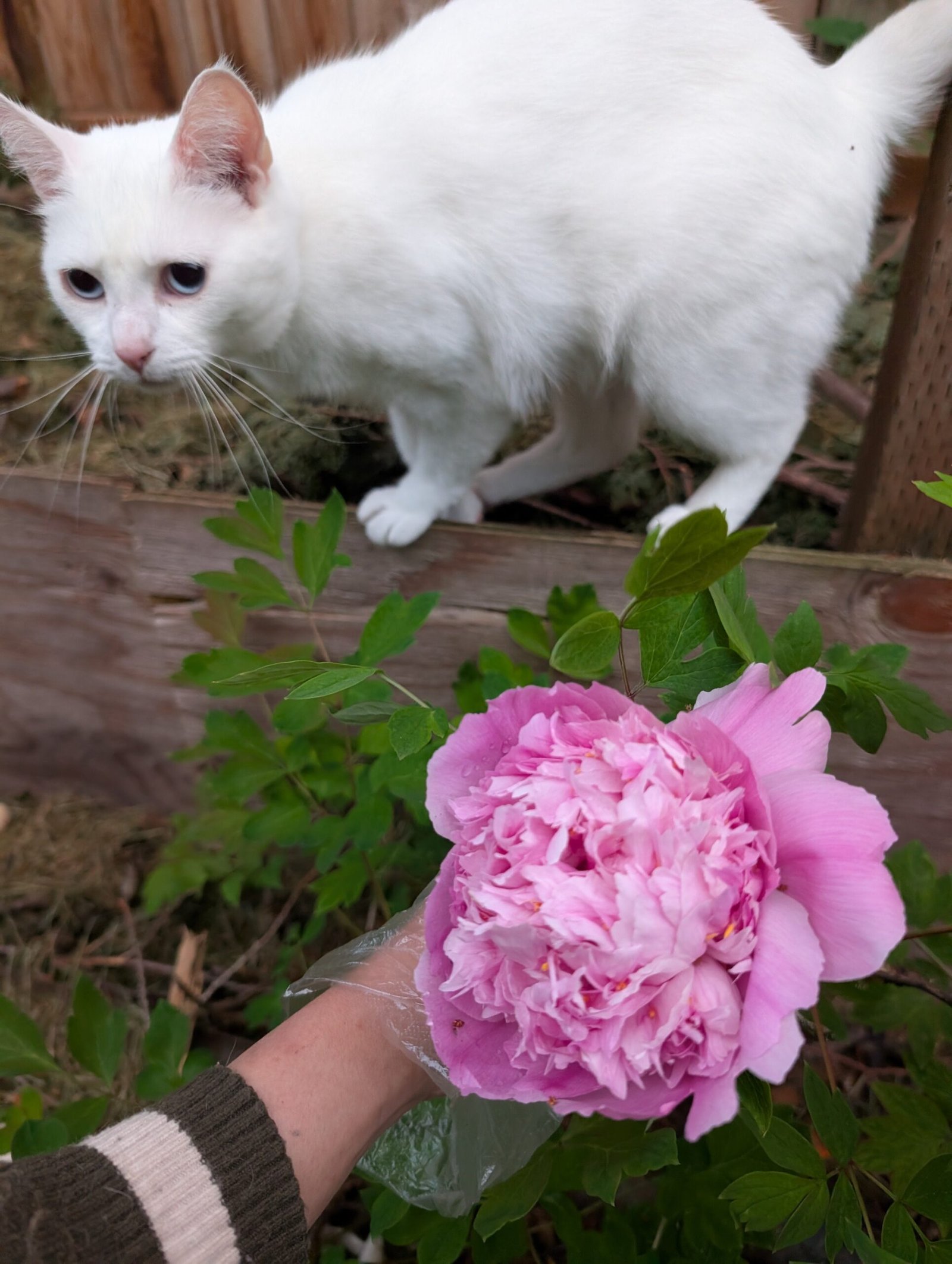 Lan Tian Piao Yun tree peony - Image 3