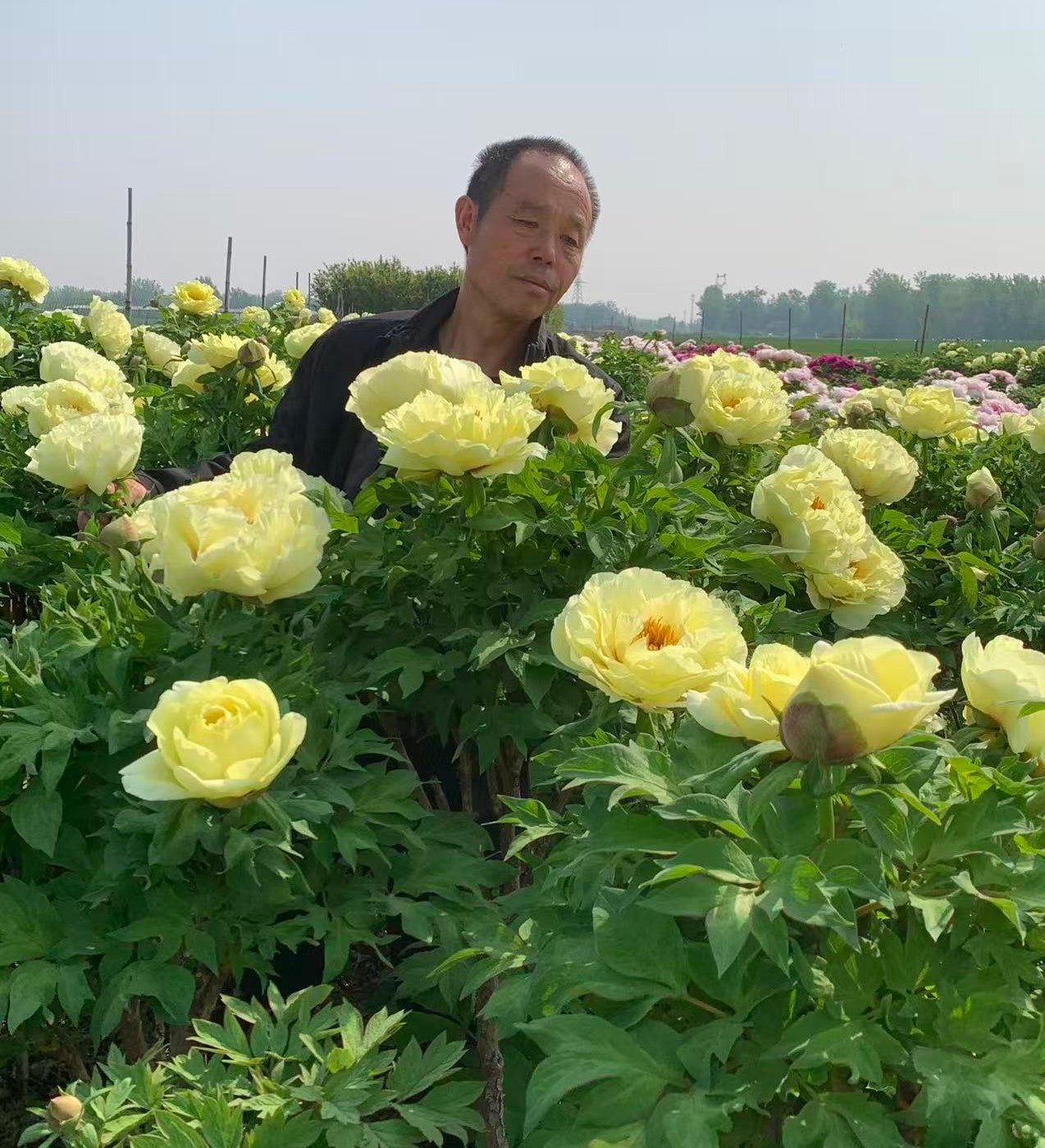 Random and lost tag large flower tree peony with flowers - Image 8