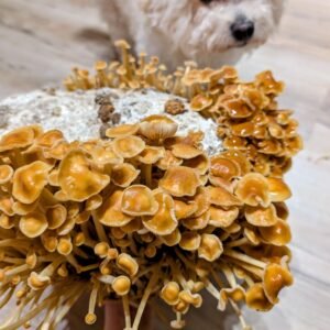 Organic Golden Enoki Fruiting Block – 5lb Mushroom Growing Kit