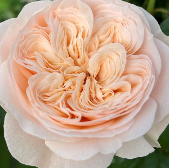 Paradise Beach garden rose plant flower bush shrub - Image 2