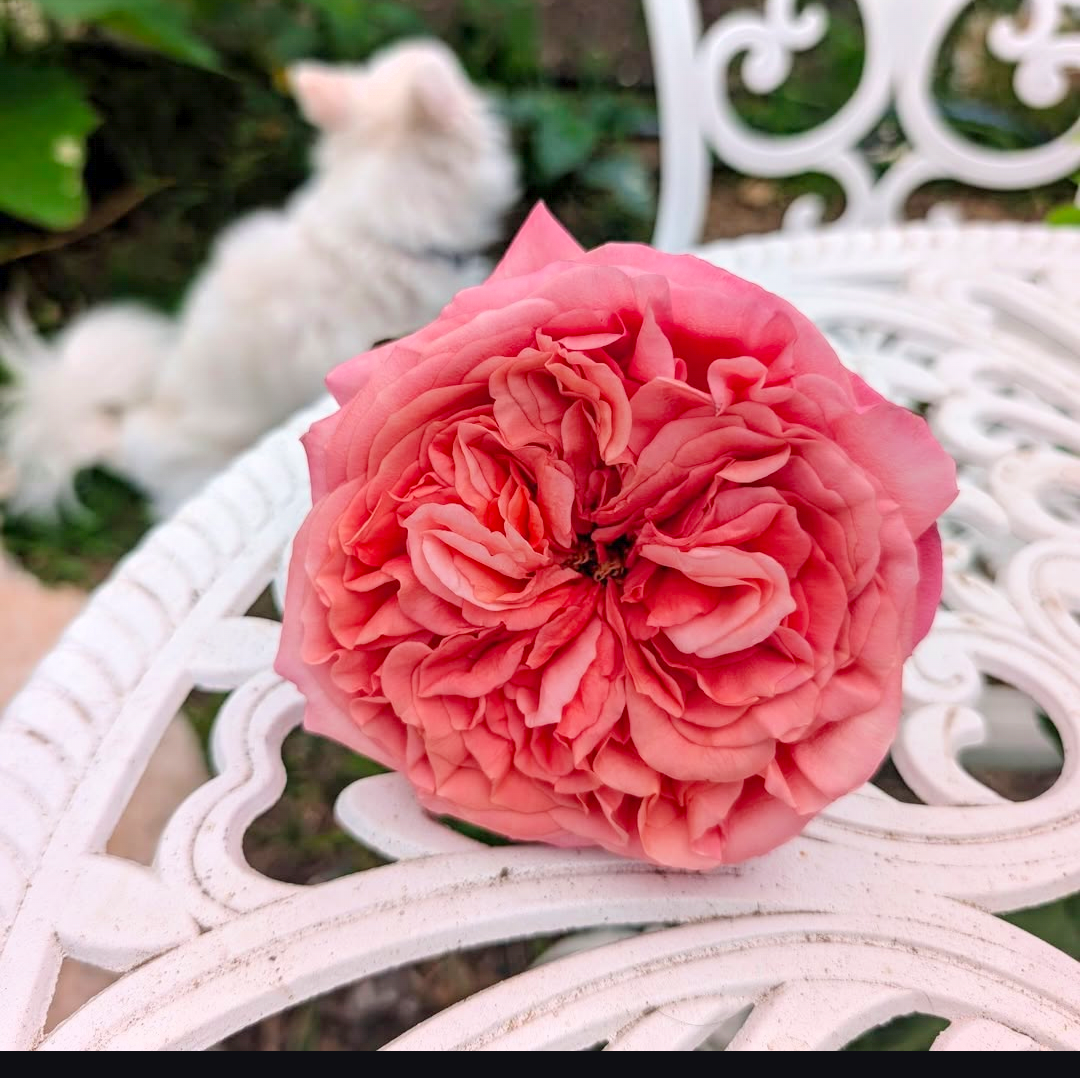 Pink Xpression (expression) garden rose plant flower bush shrub - Image 4