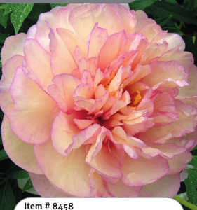 Scrumdidleumptious Itoh Peony