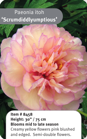 Scrumdidleumptious Itoh Peony
