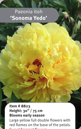 Sonoma Ye Do Itoh Peony