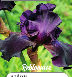 Superstition Iris