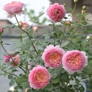 Taoran garden rose plant large flower bush deciduous shrub