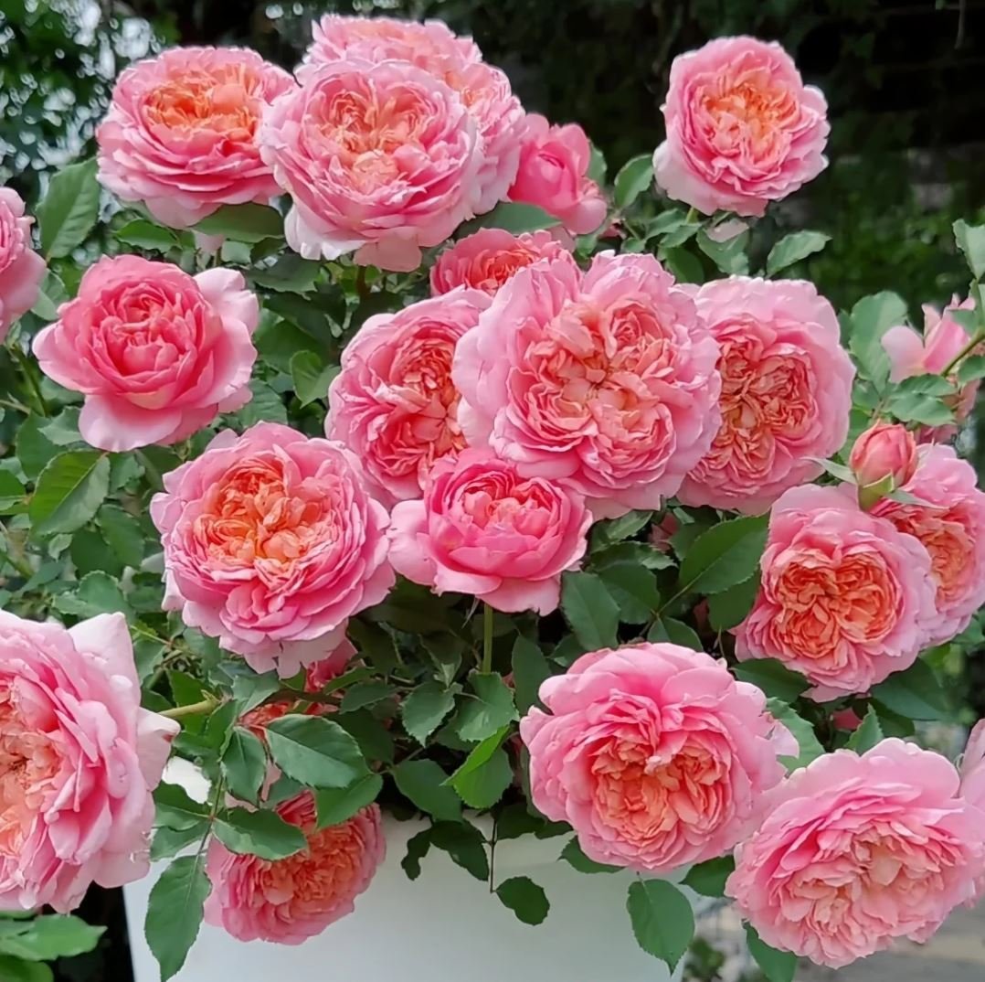 Taoran garden rose plant large flower bush deciduous shrub - Image 3