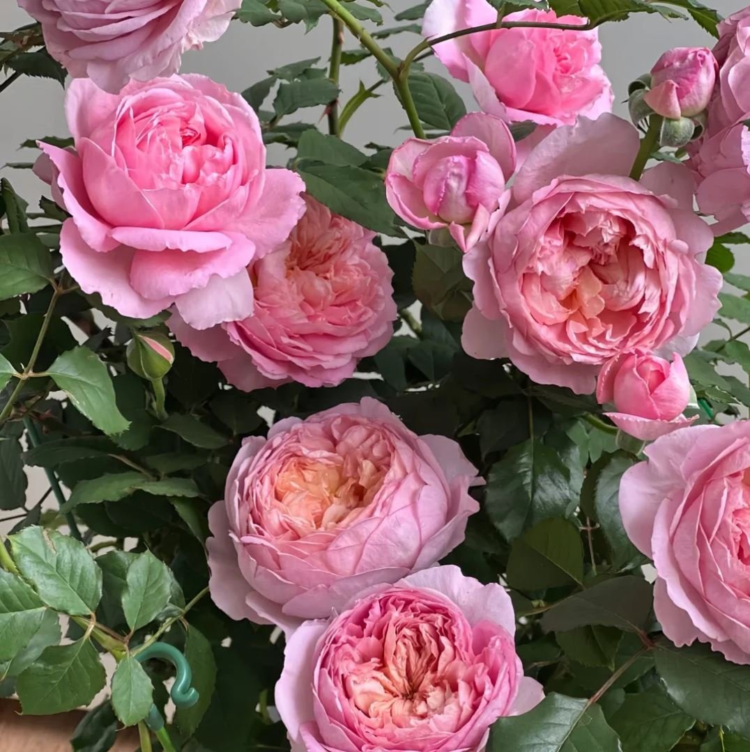 Taoran garden rose plant large flower bush deciduous shrub - Image 2
