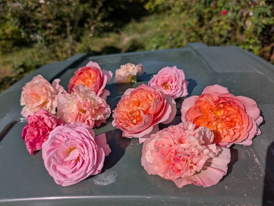 Eisvogel lookalike garden rose plant large flower bush deciduous shrub - Image 15