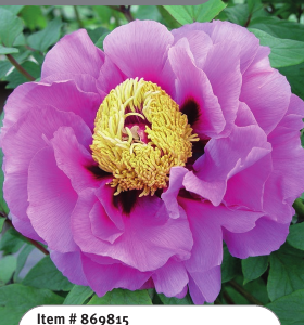 Tree Peony Lavender 1YR