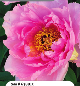 Tree Peony Pink 2YR