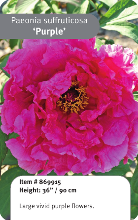 Tree Peony Purple 1YR