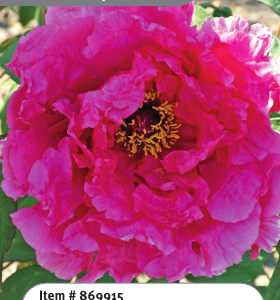 Tree Peony Purple 1YR