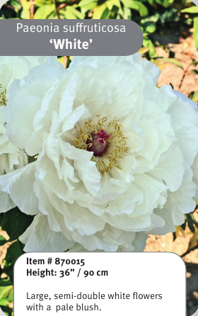 Tree Peony White 2YR