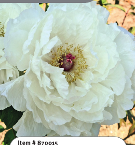 Tree Peony White 2YR