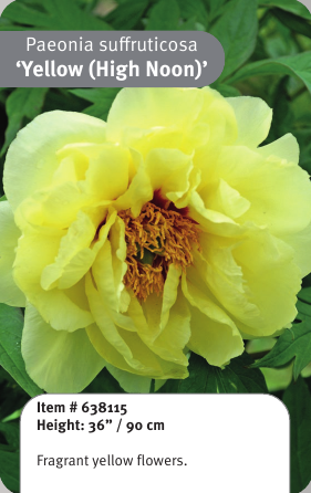 Tree Peony Yellow High Noon 1YR
