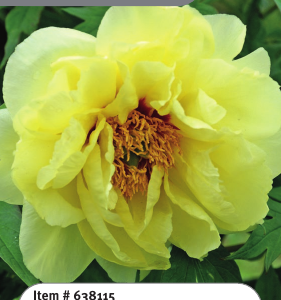 Tree Peony Yellow High Noon 2YR