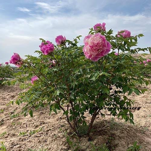 "Lavender Silk" large flower tree peony - Image 7