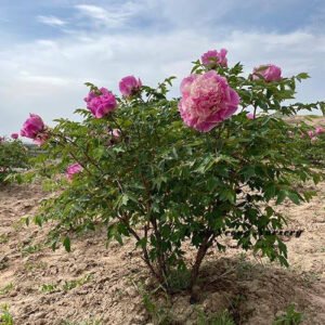 10 seeds large flower tree peony