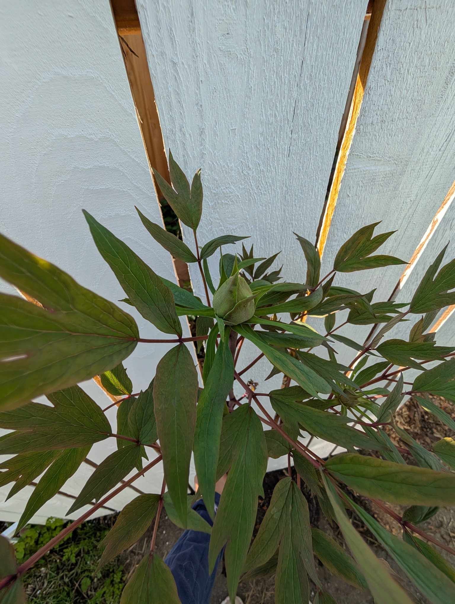Ping Fen Qiu Se tree peony — 3 Year Old Plant - Image 3