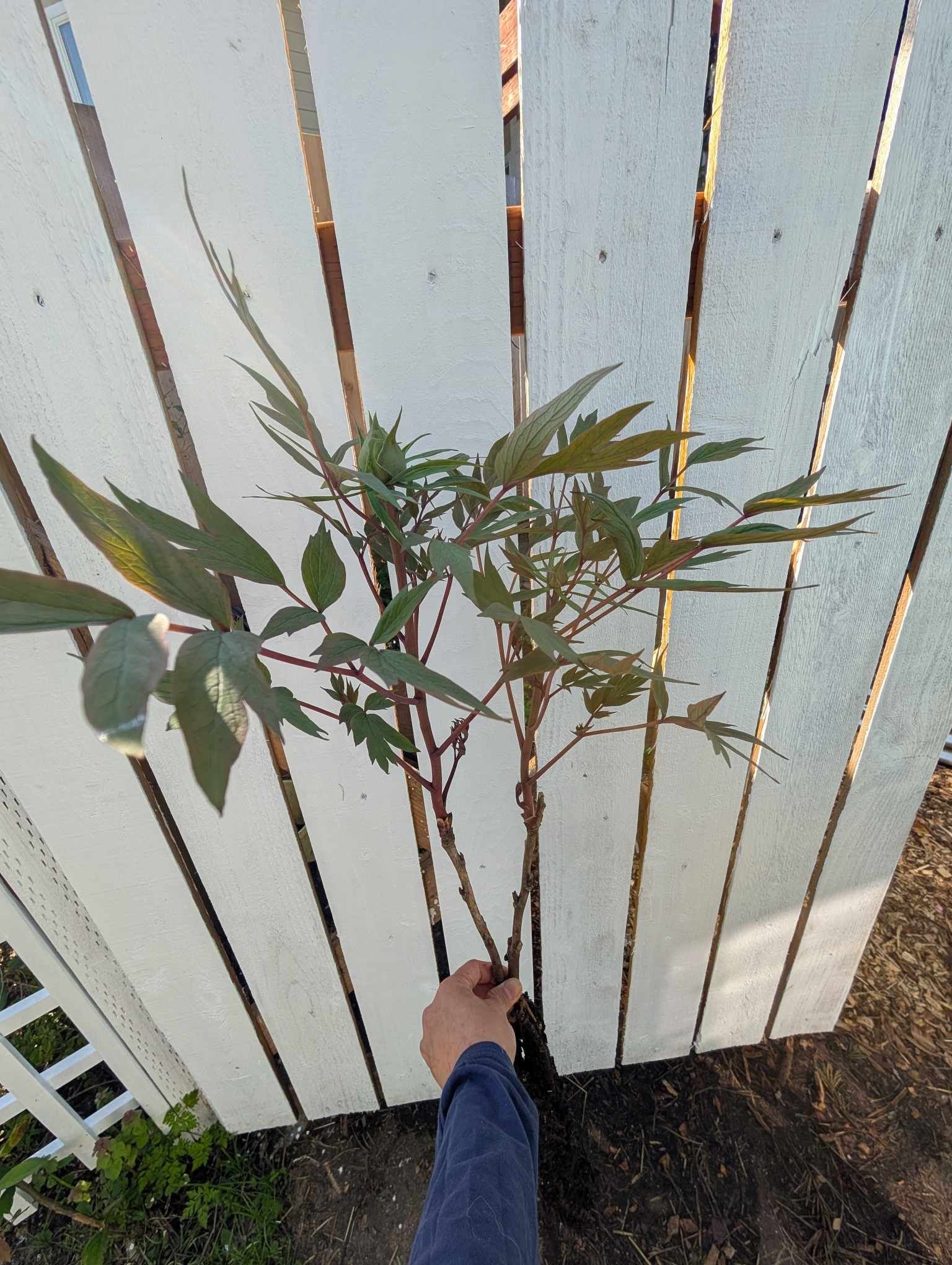 Ping Fen Qiu Se tree peony — 3 Year Old Plant - Image 5