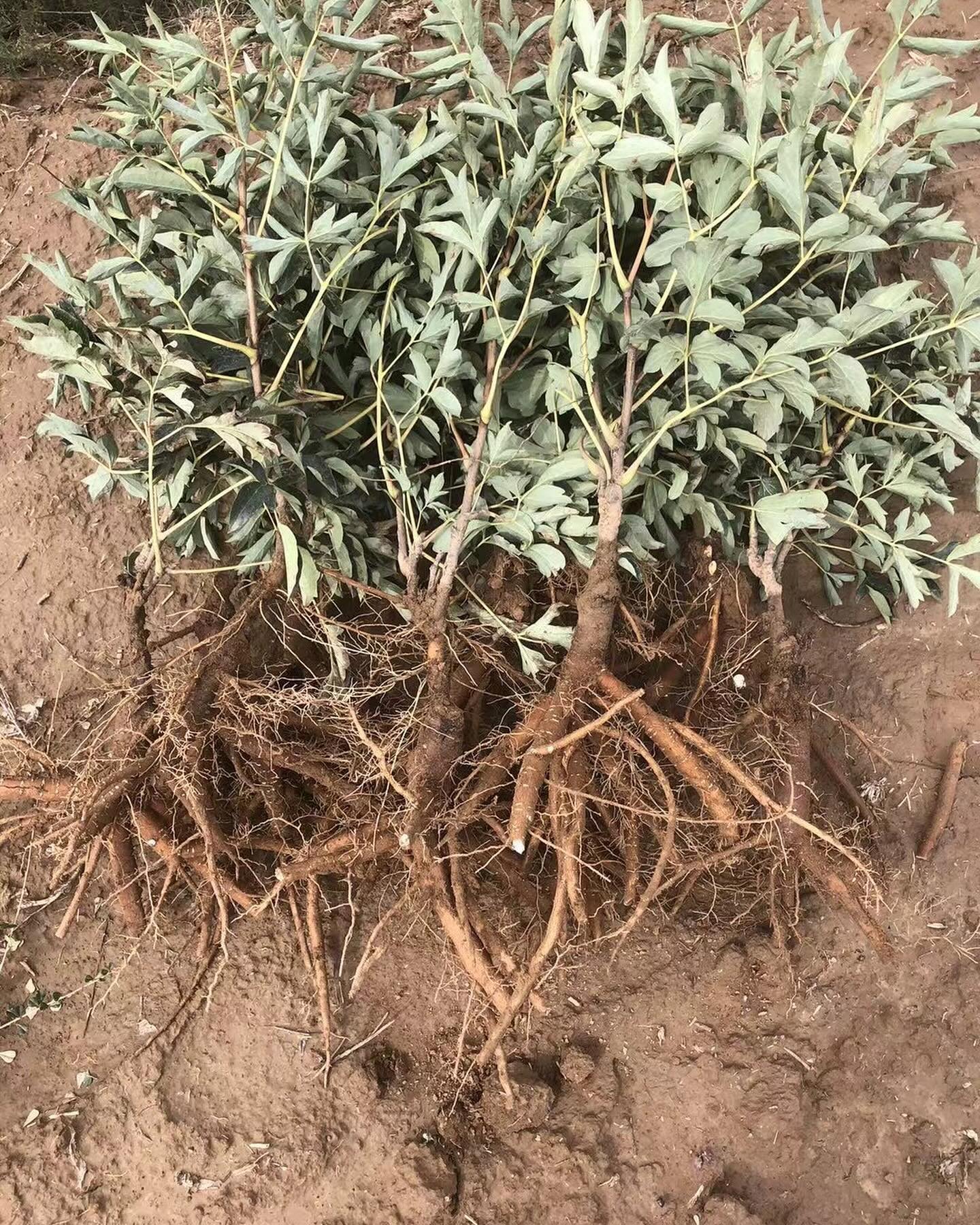 Ping Fen Qiu Se tree peony — 3 Year Old Plant - Image 7
