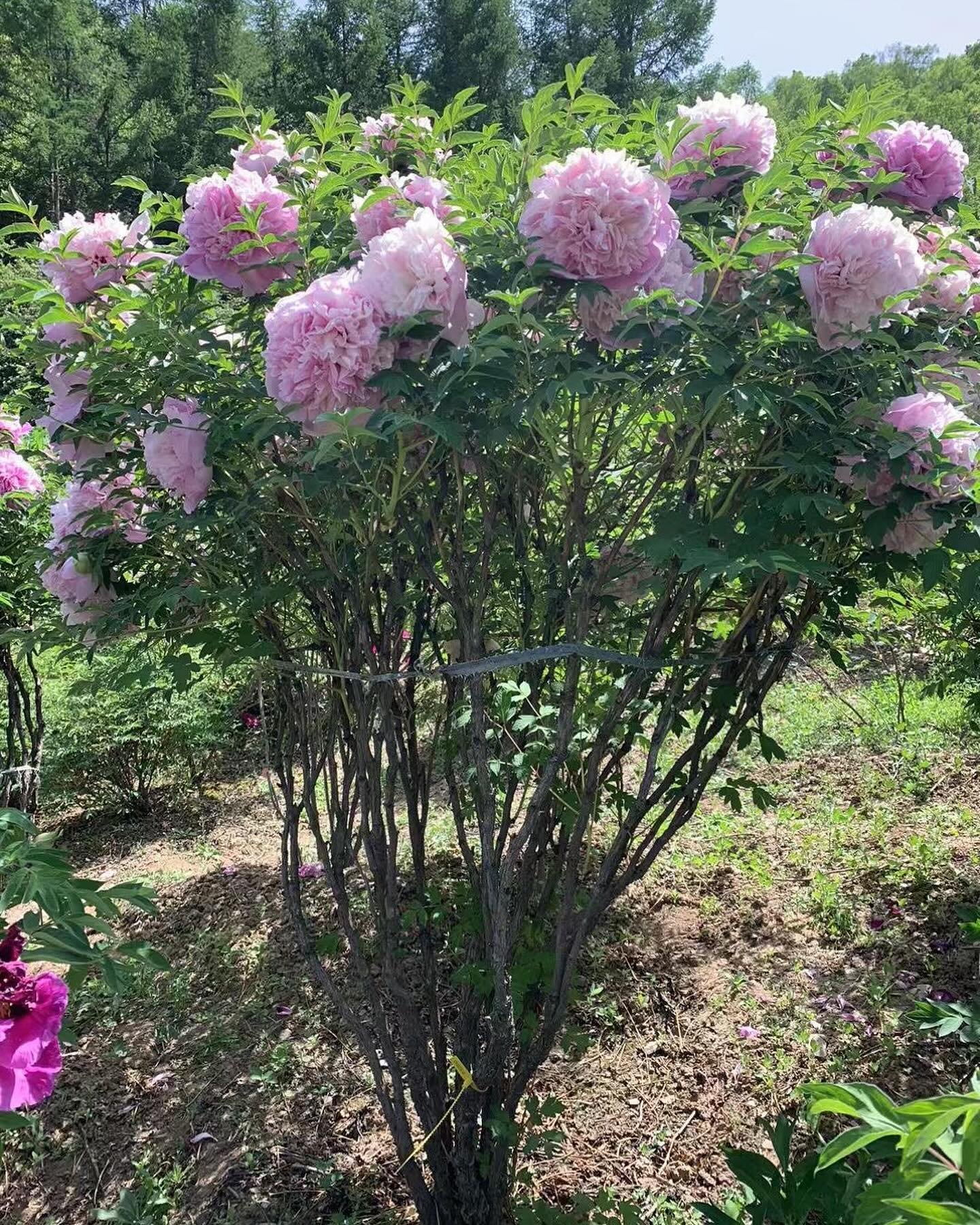 10 seeds large flower tree peony - Image 3