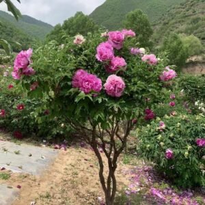 "Youthful" large flower tree peony