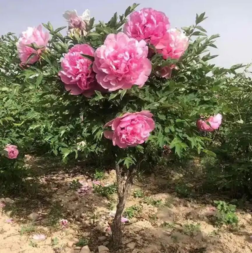 10 seeds large flower tree peony - Image 2