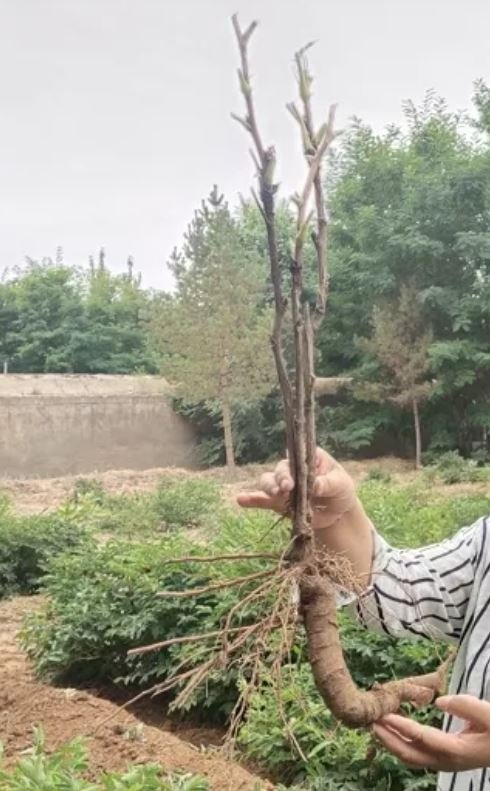 Ping Fen Qiu Se tree peony — 3 Year Old Plant - Image 4
