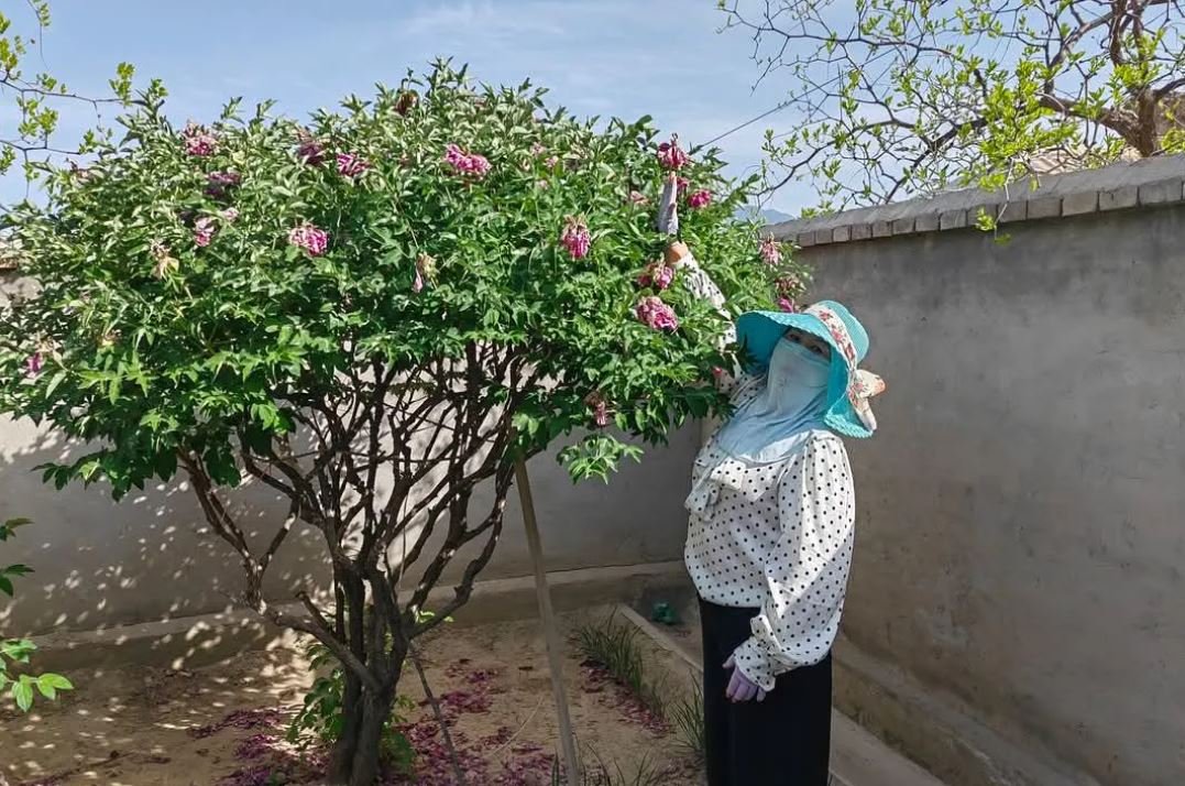 Ping Fen Qiu Se tree peony — 3 Year Old Plant - Image 10