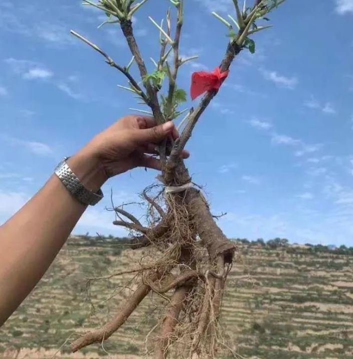 Ping Fen Qiu Se tree peony — 3 Year Old Plant - Image 6