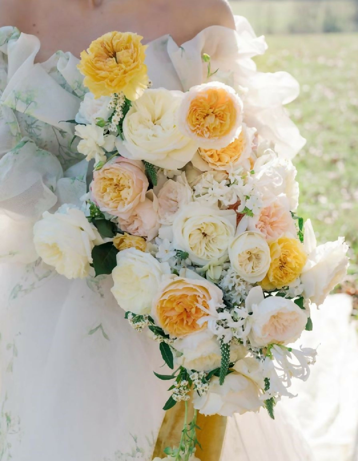 200 roses Wabara, Princess, David Austin, deluxe, unique garden and spray rose mix - Image 7