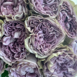 Villa Lila garden rose plant flower bush deciduous shrub
