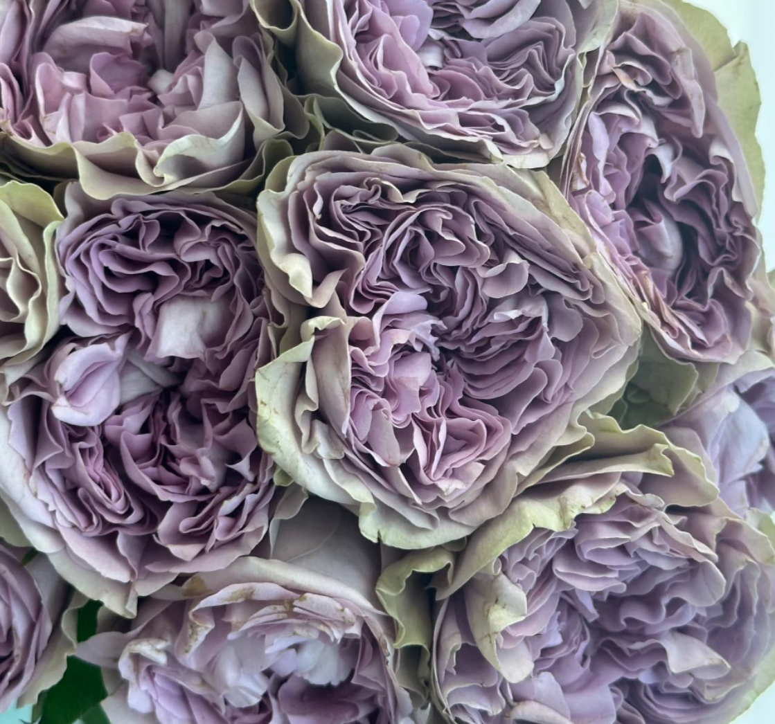 Villa Lila garden rose plant flower bush deciduous shrub