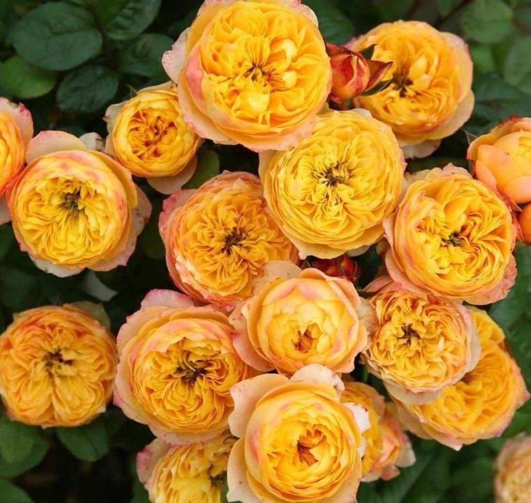 Golden Vuvuzella garden rose plant large flower bush deciduous shrub - Image 6