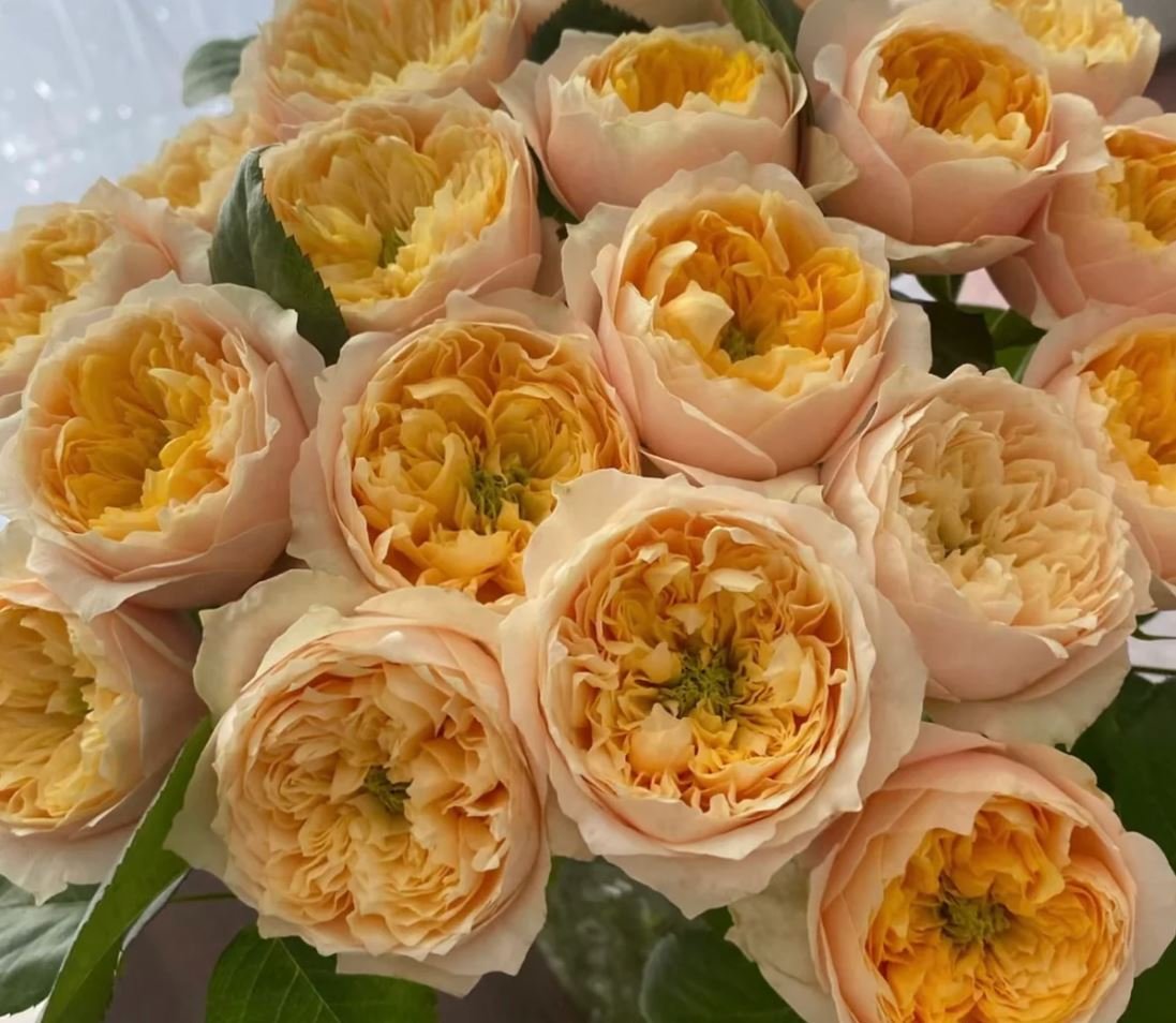 Golden Vuvuzella garden rose plant large flower bush deciduous shrub - Image 7