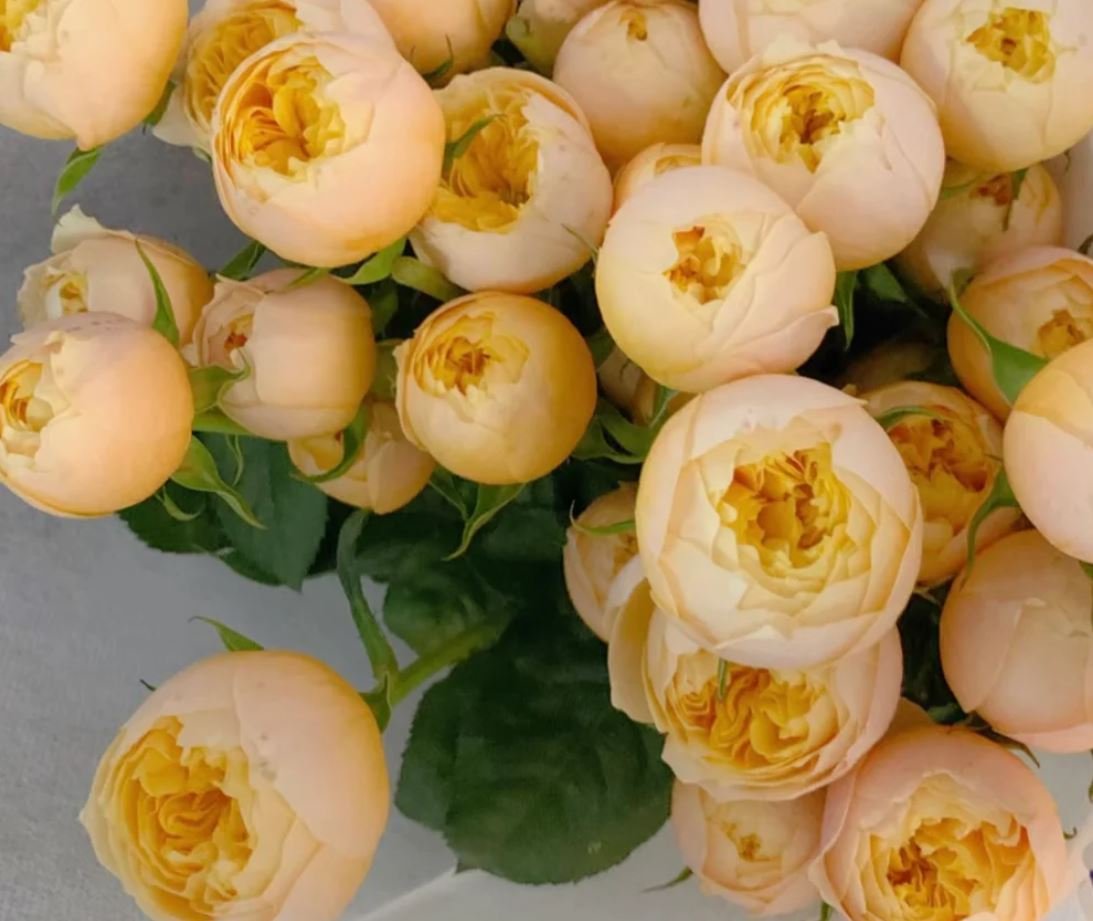 Golden Vuvuzella garden rose plant large flower bush deciduous shrub - Image 5