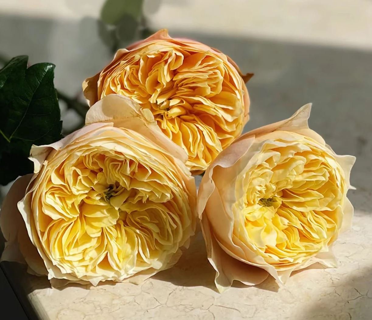 Golden Vuvuzella garden rose plant large flower bush deciduous shrub - Image 2
