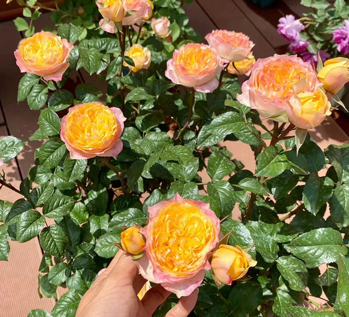 Golden Vuvuzella garden rose plant large flower bush deciduous shrub - Image 4