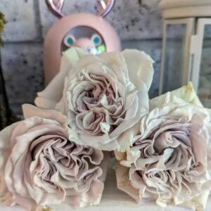 Westminster Abbey wedding garden rose plant large flower bush deciduous shrub