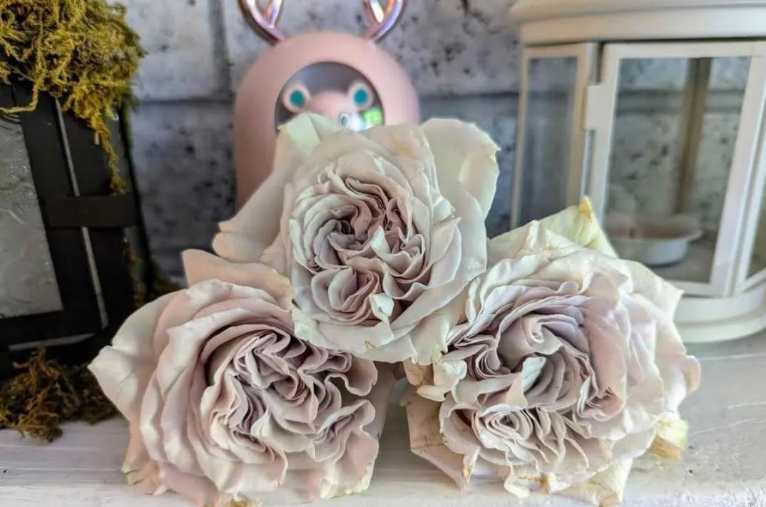 Westminster Abbey wedding garden rose plant large flower bush deciduous shrub