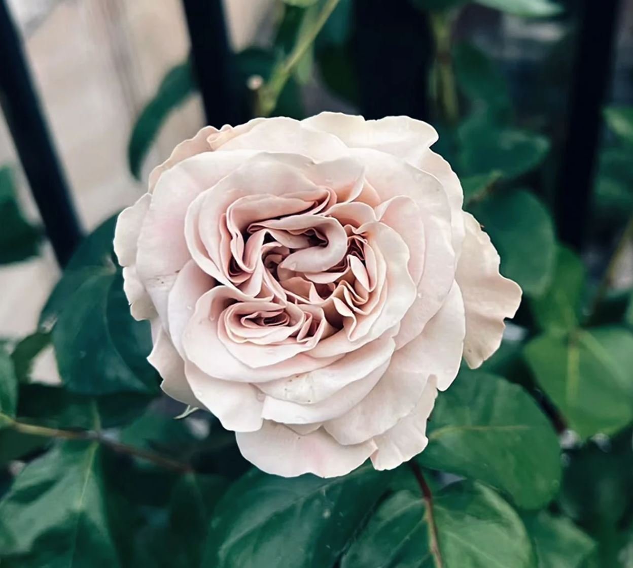 Westminster Abbey wedding garden rose plant large flower bush deciduous shrub - Image 7