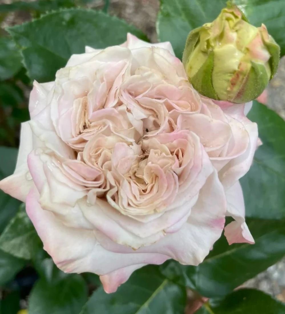 Westminster Abbey wedding garden rose plant large flower bush deciduous shrub - Image 3
