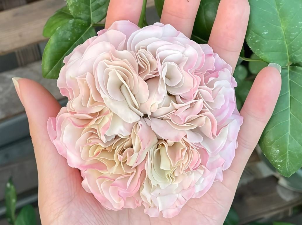 Westminster Abbey wedding garden rose plant large flower bush deciduous shrub - Image 4