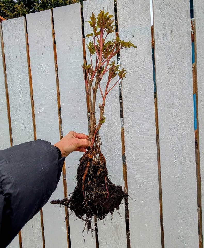 "Youthful" large flower tree peony - Image 7