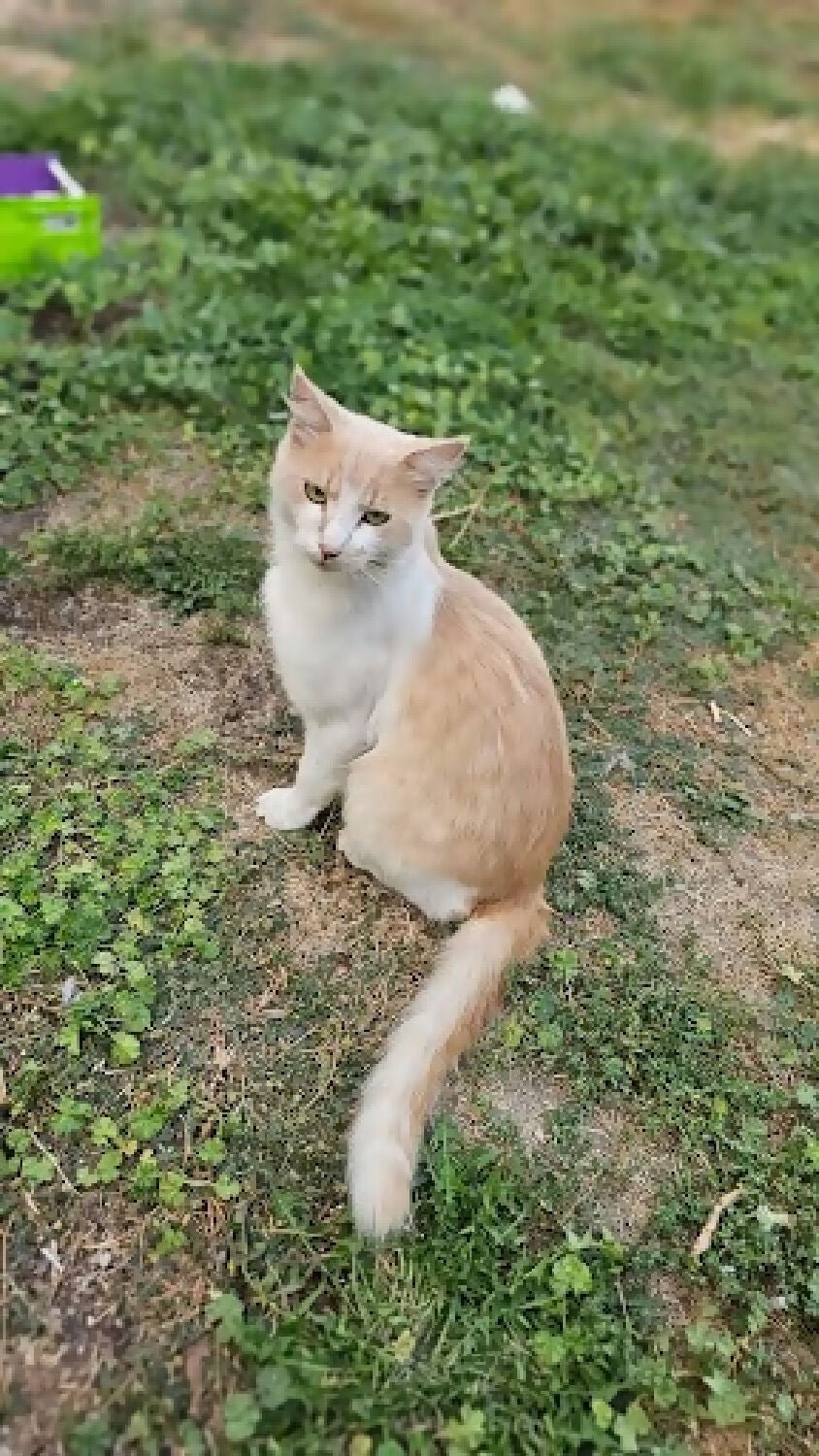6 month old orange stray male kitten kitty cat